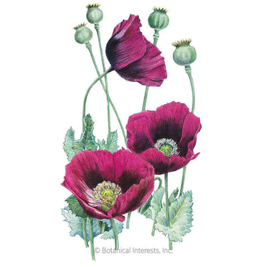 Botanical Interests Lauren's Grape Bread Seed Poppy Seeds