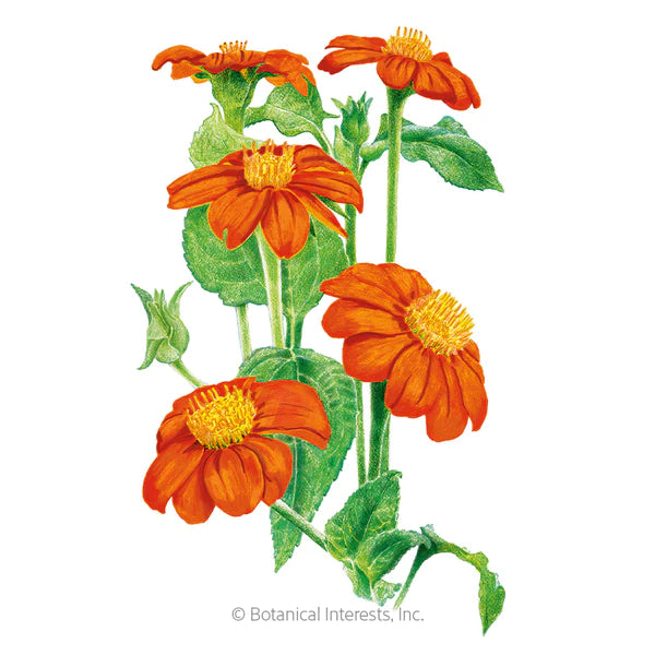 Load image into Gallery viewer, Torch Mexican Sunflower Seeds
