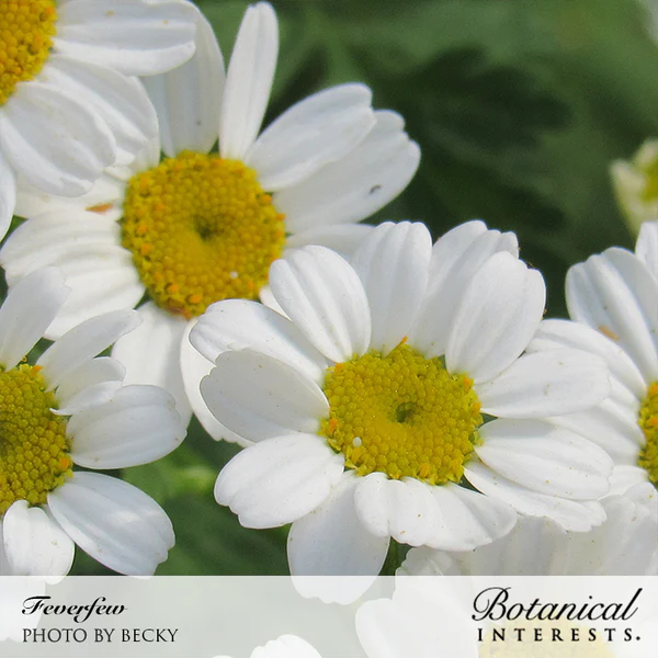 Load image into Gallery viewer, Botanical Interests Feverfew Seeds
