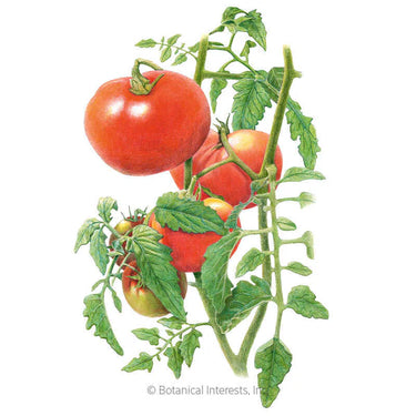 Botanical Interests Moskvich Pole Tomato Seeds
