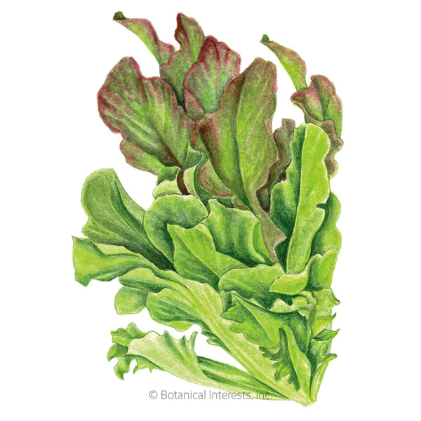 Load image into Gallery viewer, Salad Bowl Blend Leaf Lettuce Seeds
