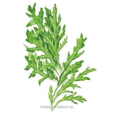 Botanical Interests Rocky Arugula/Wild Rocket