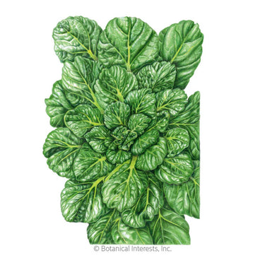 Botanical Interests Rosette Tatsoi Bok Choy Seeds