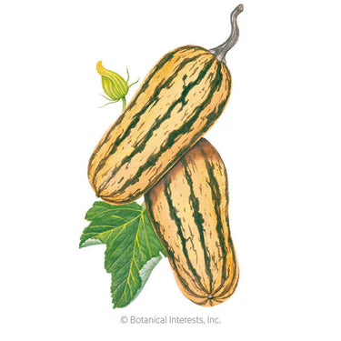 Botanical Interests Honey Boat Winter Delicata Squash Seeds