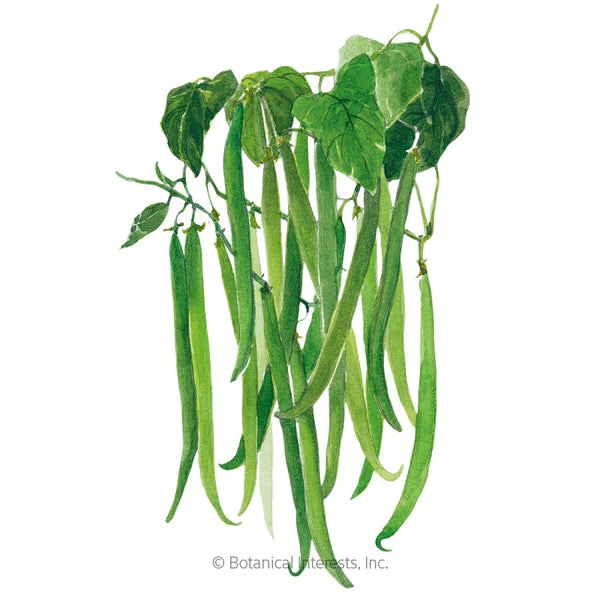 Load image into Gallery viewer, Tavera Filet Bush Bean Seeds
