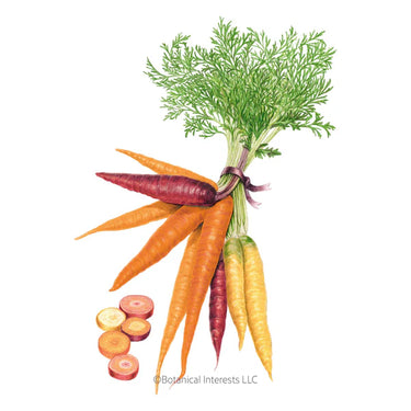 Botanical Interests Carnival Blend Carrot Seeds