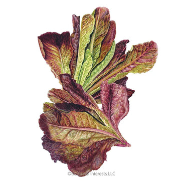 Botanical Interests Rouge d'Hiver Romaine Lettuce Seeds