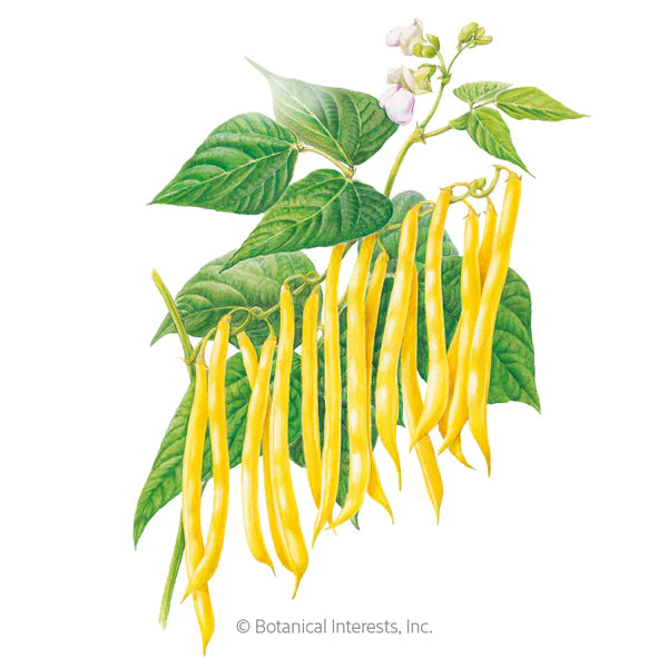 Load image into Gallery viewer, Gold Rush Bush Bean Seeds
