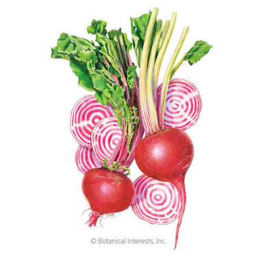 Botanical Interests Chioggia Beet Seeds
