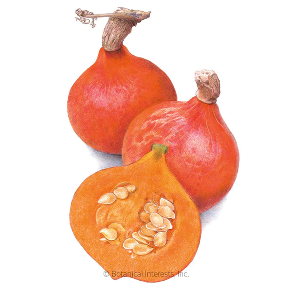 Load image into Gallery viewer, Red Kuri Winter Squash Seeds
