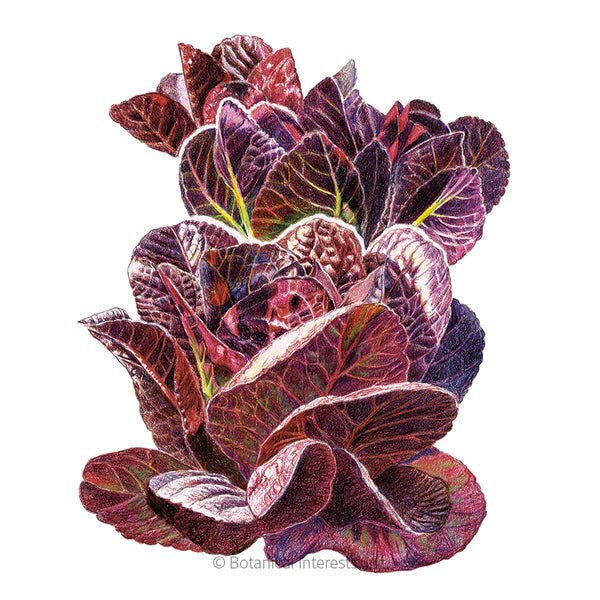 Load image into Gallery viewer, Truchas Mini-Romaine Lettuce Seeds
