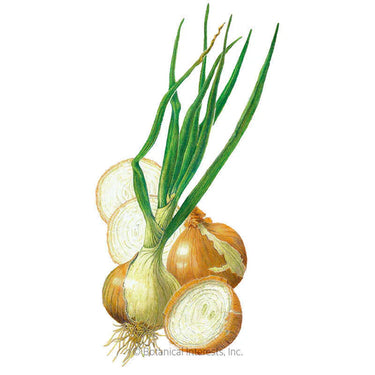 Botanical Interests Walla Walla Bulb Onion Seeds