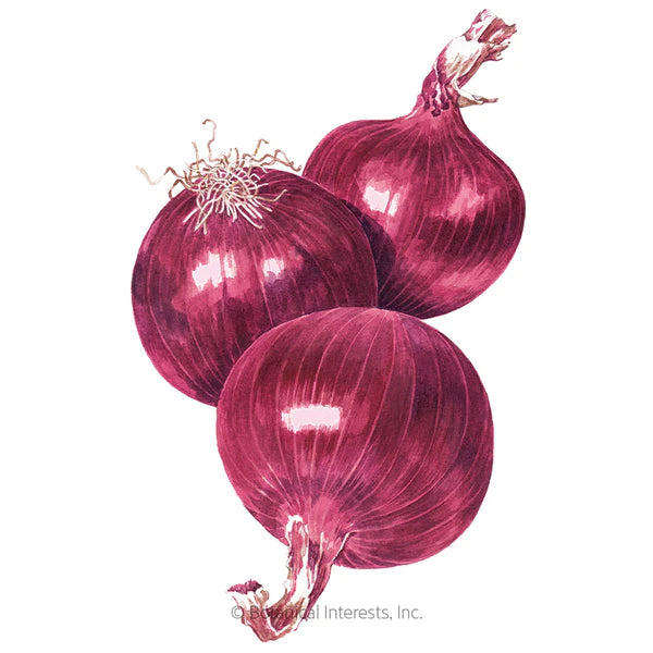 Load image into Gallery viewer, Cabernet Bulb Onion Seeds
