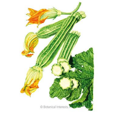 Botanical Interests Costata Romanesco Summer Squash Seeds