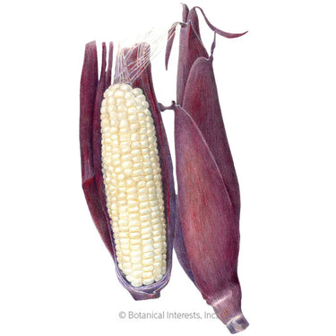Botanical Interests Martian Jewels Sweet Corn Seeds