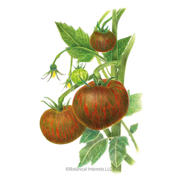 Botanical Interests Beefy Purple Bush Tomato Seeds