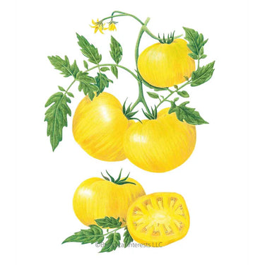 Botanical Interests Pork Chop Pole Tomato Seeds