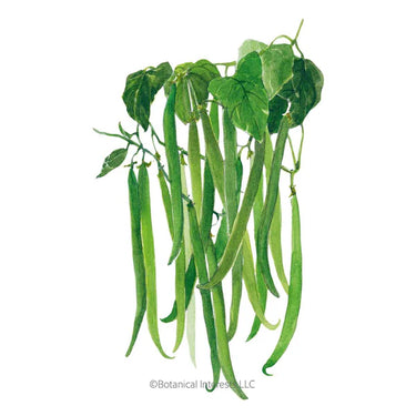 Botanical Interests Maxibel Filet Bush Bean Seeds