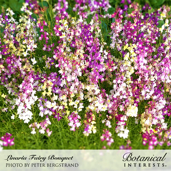 Load image into Gallery viewer, Fairy Bouquet Linaria Seeds
