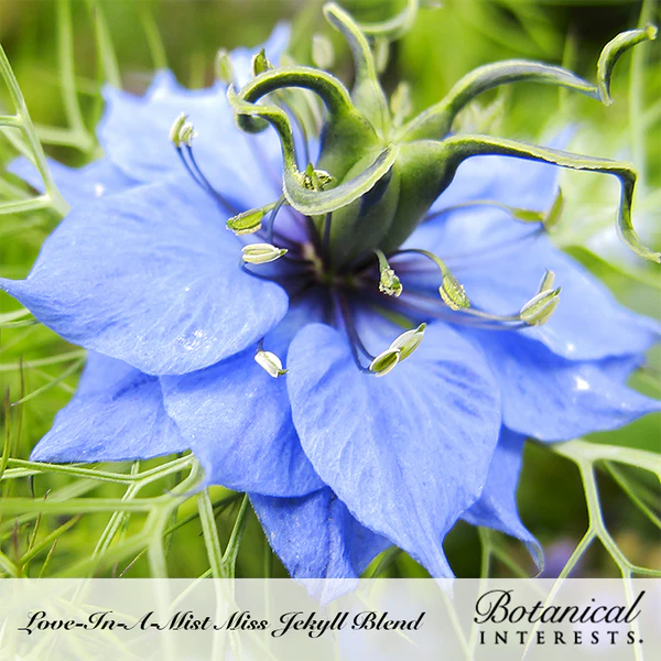 Load image into Gallery viewer, Miss Jekyll Blend Love-In-A-Mist Seeds
