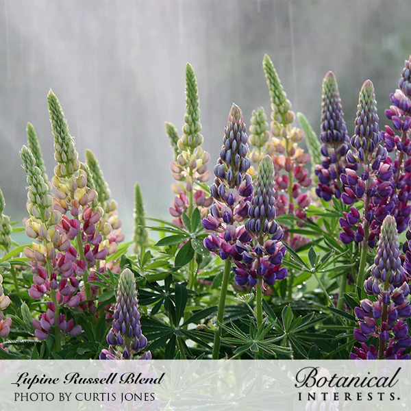 Load image into Gallery viewer, Russell Blend Lupine Seeds
