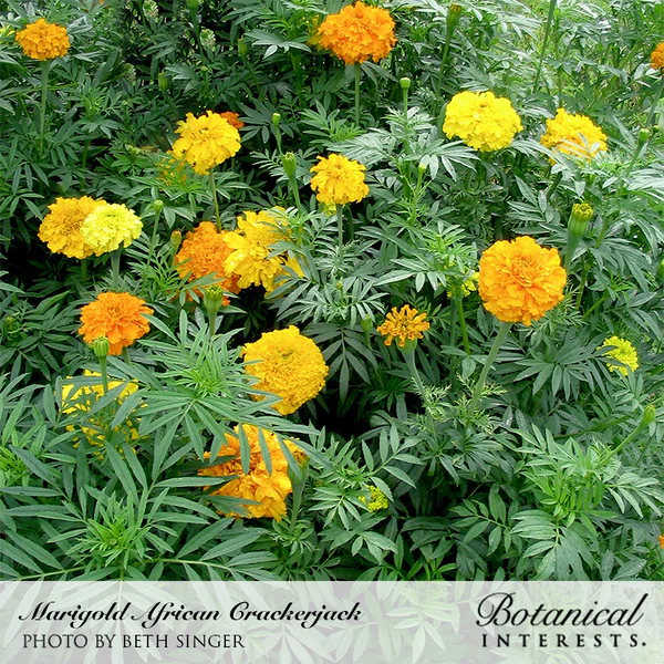 Load image into Gallery viewer, Crackerjack African Marigold Seeds
