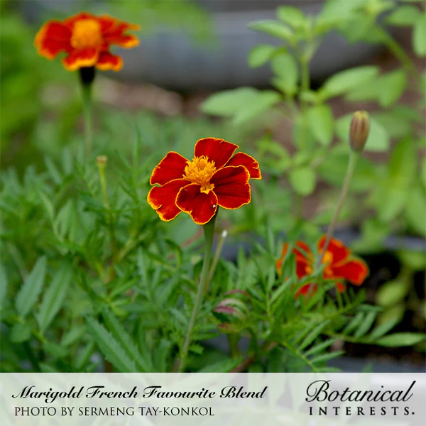 Load image into Gallery viewer, Favourite Blend French Marigold Seeds
