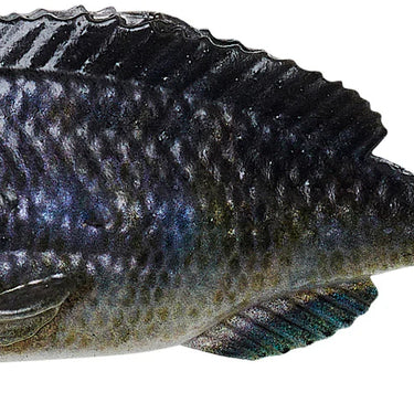 Savage Gear Structure Gill Sinking Swimbait 3/4oz. (Ghost Gill)