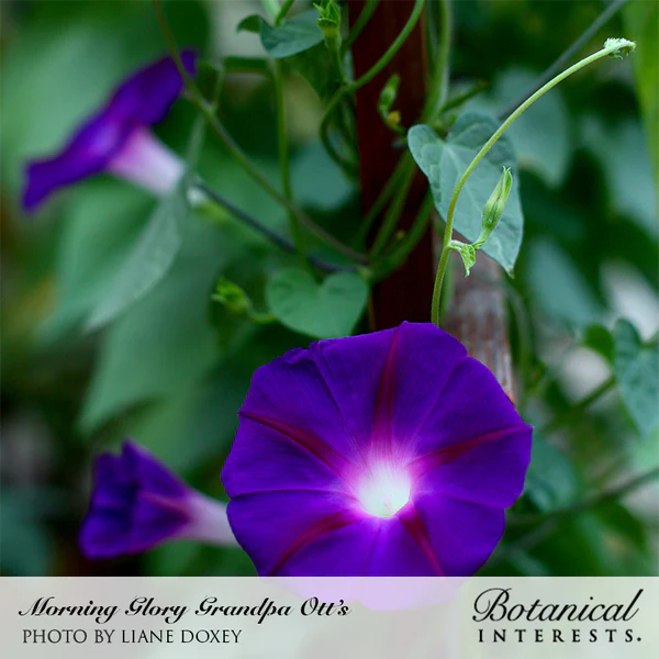 Load image into Gallery viewer, Grandpa Ott&#39;s Morning Glory Seeds
