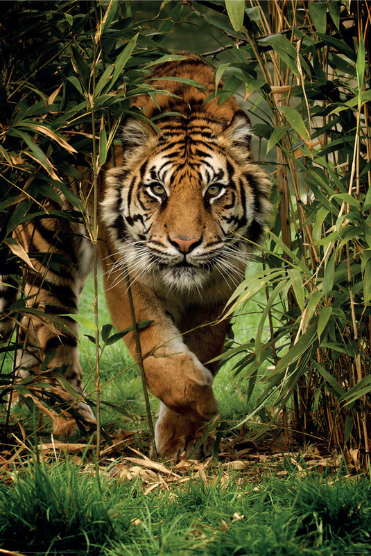 Bamboo Tiger Poster