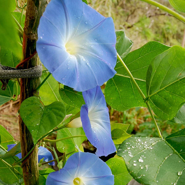 Load image into Gallery viewer, Heavenly Blue Morning Glory Seeds
