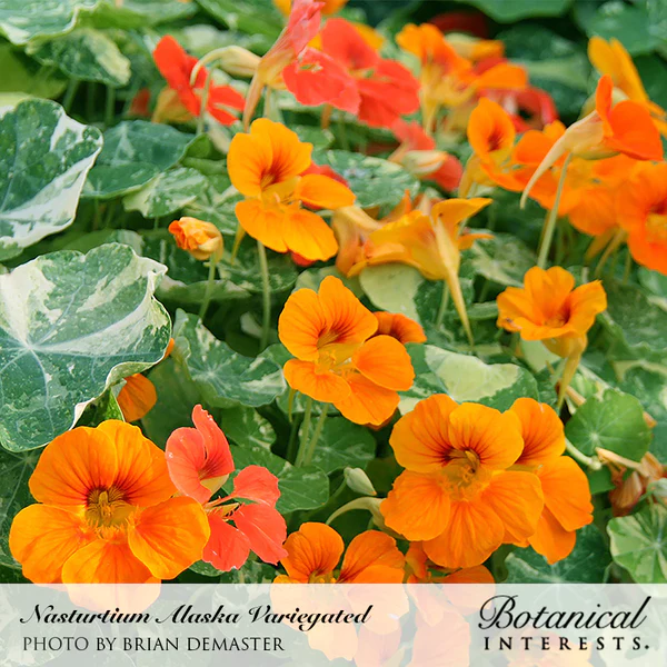 Load image into Gallery viewer, Alaska Variegated Nasturtium Seeds
