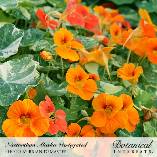 Alaska Variegated Nasturtium Seeds