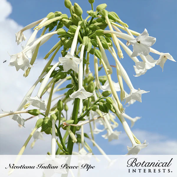 Load image into Gallery viewer, Indian Peace Pipe Nicotiana Seeds

