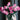 LEGO® Botanicals Bouquet of Pink Roses