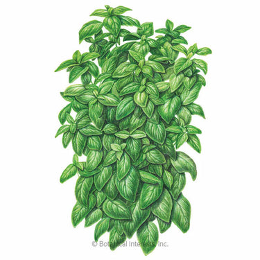Botanical Interests Everleaf Emerald Towers Basil Seeds