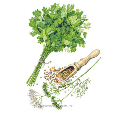 Botanical Interests Moroccan Cilantro/Coriander