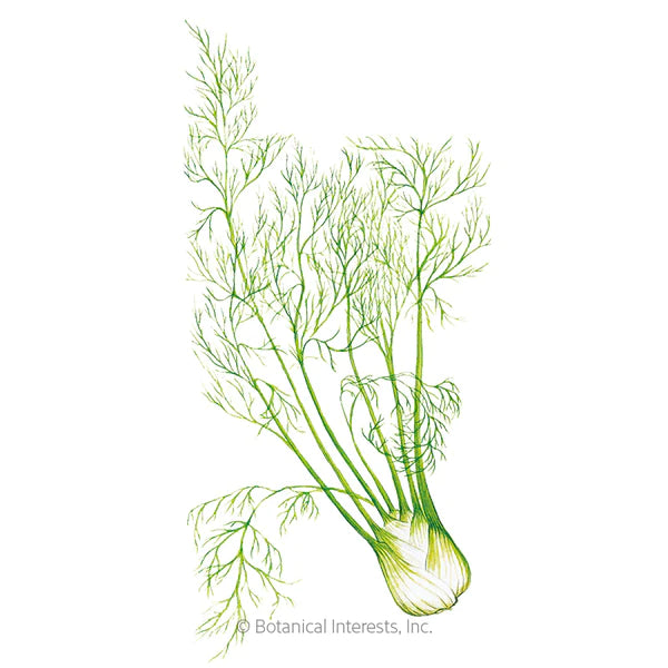 Load image into Gallery viewer, Finocchio Fennel Seeds
