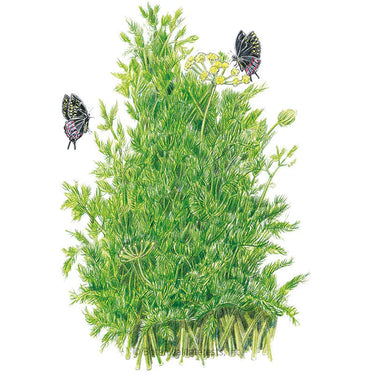 Botanical Interests Tetra Dill Seeds