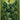 Legend of Zelda Links - 11 X 17 Poster