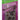 HILLMAN Anchor Wire 18 Ga. X 3/4 in. L Bright Steel Brad Nails 1 pk 2 oz