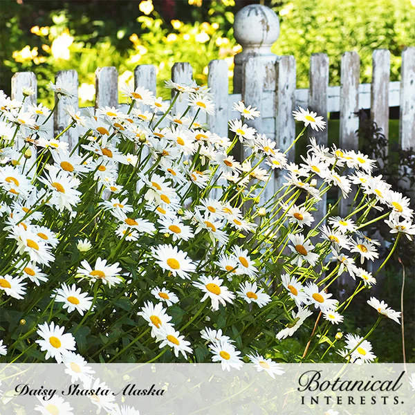 Load image into Gallery viewer, Alaska Shasta Daisy Seeds
