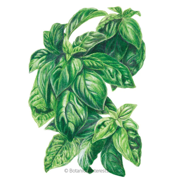 Load image into Gallery viewer, Italian Genovese Basil Seeds
