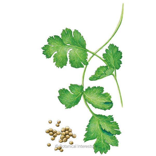 Long Standing Santo Cilantro/Coriander Seeds