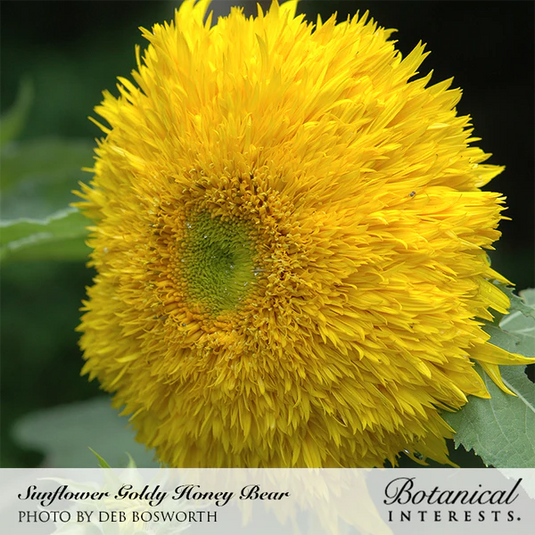 Goldy Honey Bear Sunflower Seeds