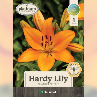 DeGroot Asiatic Mixed Lily Bulb 1 pk