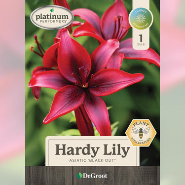 DeGroot Asiatic Mixed Lily Bulb 1 pk