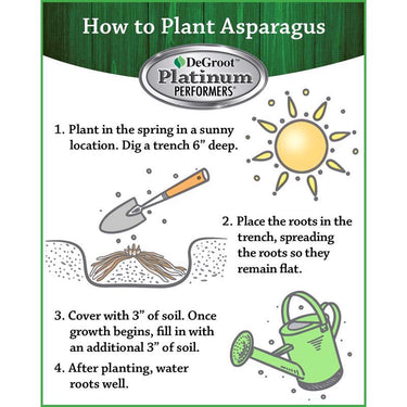 DeGroot Jersey Giant Asparagus Bulb 3 pk