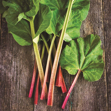 DeGroot Victoria Rhubarb Bulb 2 pk