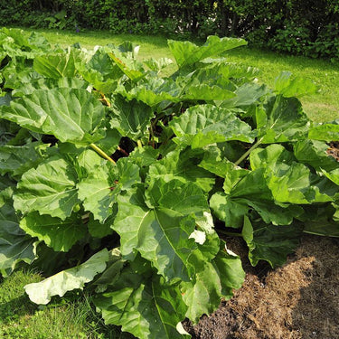DeGroot Victoria Rhubarb Bulb 2 pk